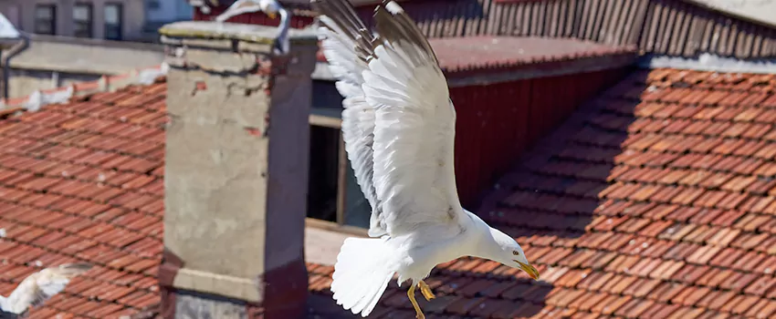 Residential Chimney Animal Removal Solution in Lakewood, CO