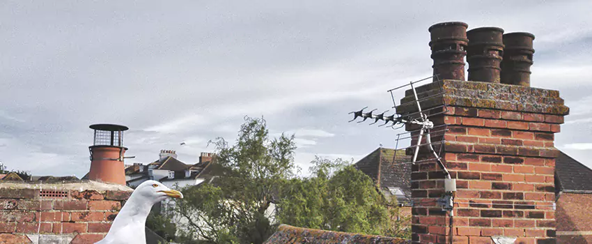 Chimney Cleaning And Restoration in Lakewood, Colorado